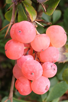 Clustered Barberry