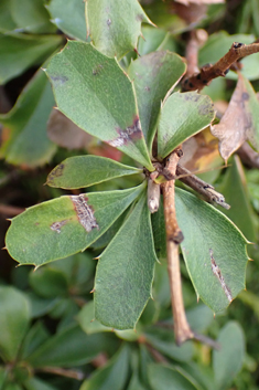 Clustered Barberry