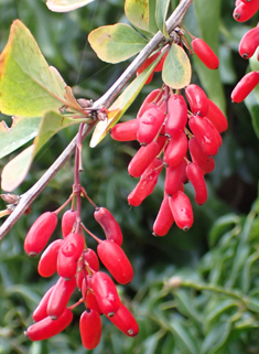 Common Barberry