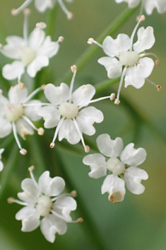 Lesser Water-parsnip