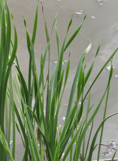 Flowering-rush