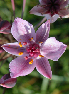 Flowering-rush