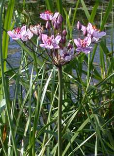 Flowering-rush