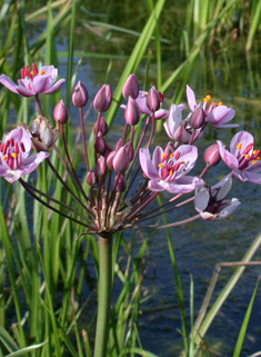 Flowering-rush