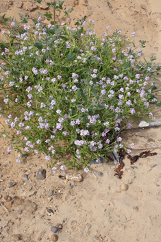 Sea Rocket