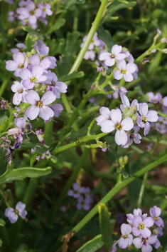 Sea Rocket