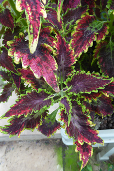 Painted-nettle