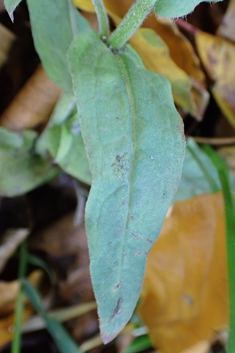 Chinese Hound's-tongue