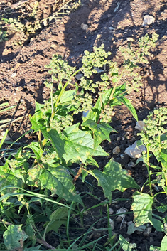 Maple-leaved Goosefoot