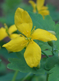 Greater Celandine
