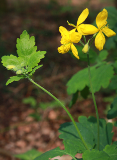 Greater Celandine