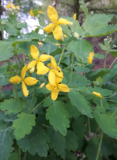 Greater Celandine
