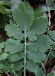 Greater Celandine