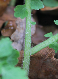 Greater Celandine