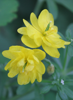 Greater Celandine