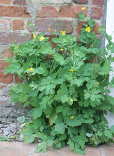 Greater Celandine