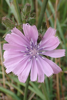 Chicory