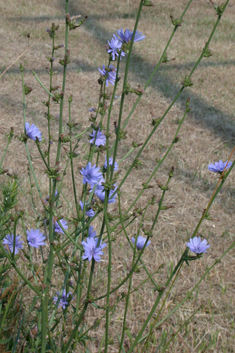 Chicory