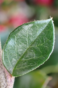 Ascending Cotoneaster