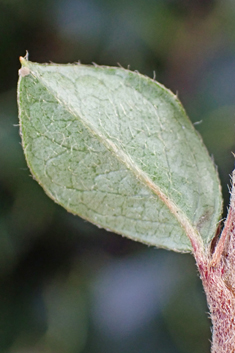 Ascending Cotoneaster