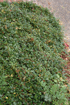 Bearberry Cotoneaster
