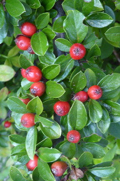 Spreading Cotoneaster