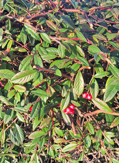 Willow-leaved Cotoneaster