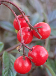 Willow-leaved Cotoneaster