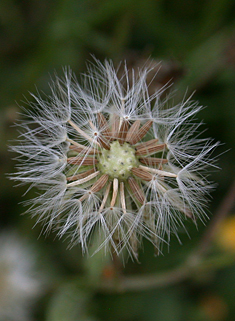 Smooth Hawk's-beard