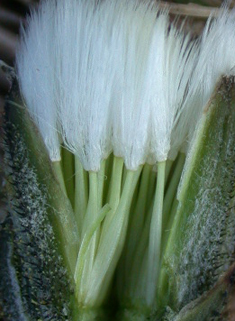 Beaked Hawk's-beard