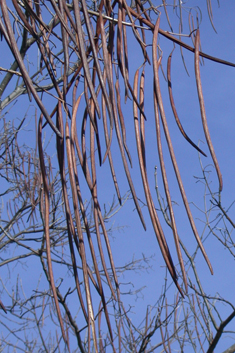 Indian Bean Tree