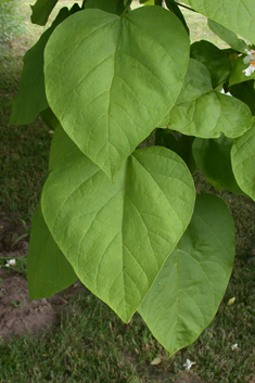 Indian Bean Tree