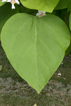 Indian Bean Tree