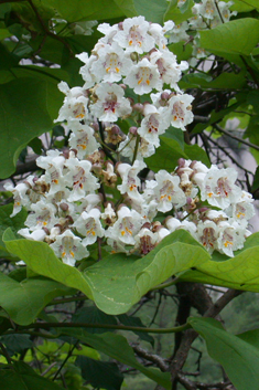 Indian Bean Tree