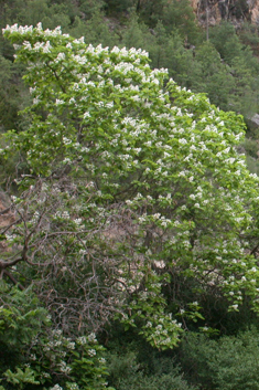 Indian Bean Tree