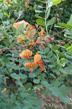Orange Bladder-senna