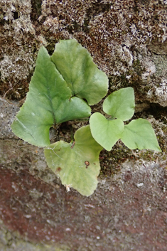 Fortune's Holly-fern