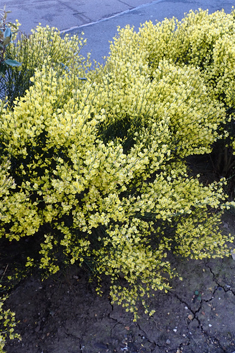 Early Broom