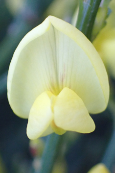 Early Broom