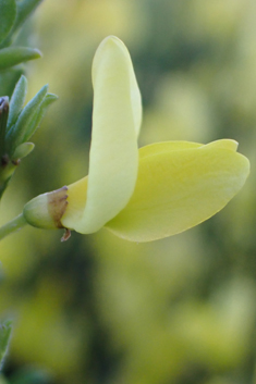 Early Broom