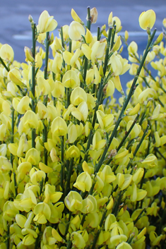 Early Broom