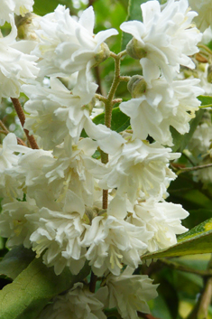 Rough-stemmed Deutzia