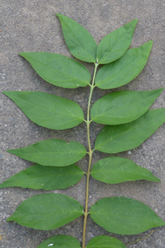 Rough-stemmed Deutzia