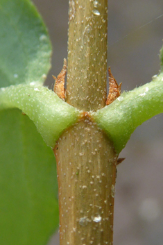 Rough-stemmed Deutzia