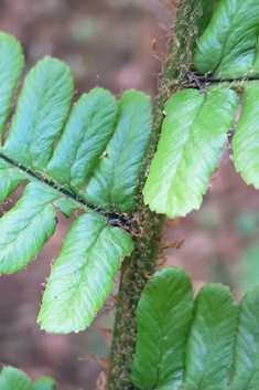 Golden-scaled Male Fern