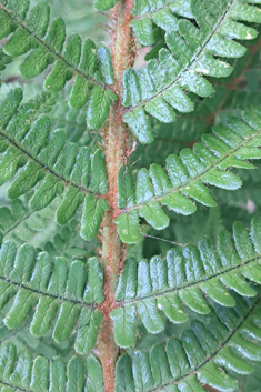 Golden-scaled Male Fern