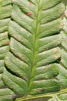 Borrer's Male Fern