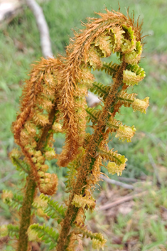 Borrer's Male Fern