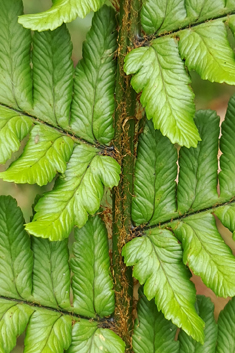 Borrer's Male Fern