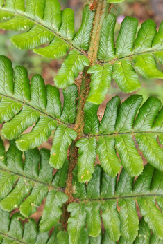 Borrer's Male Fern